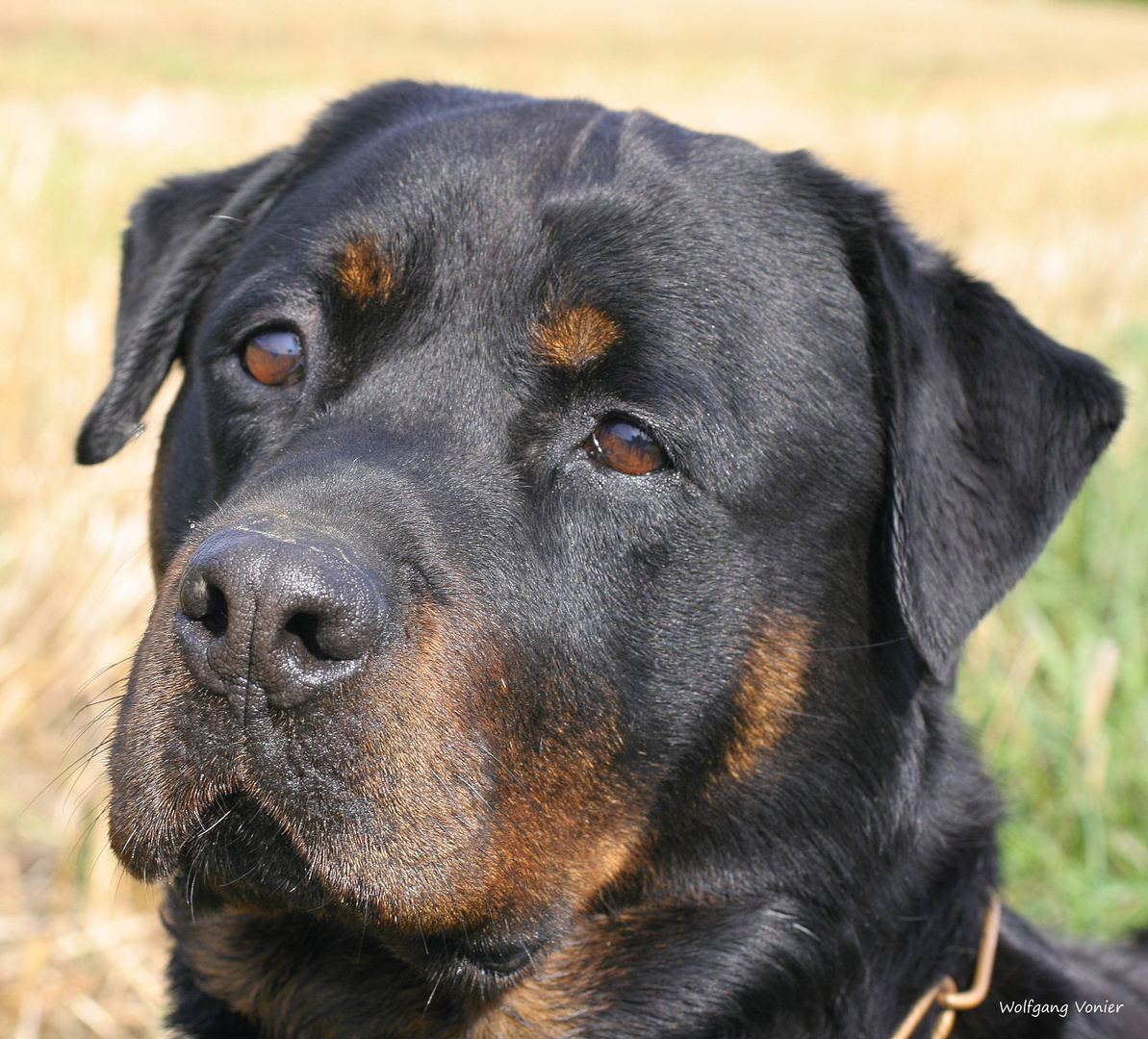  Unser Rottweiler Aaron