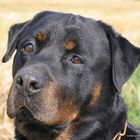  Unser Rottweiler Aaron