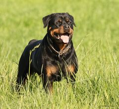 Unser Rottweiler