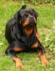 Unser Rottweiler