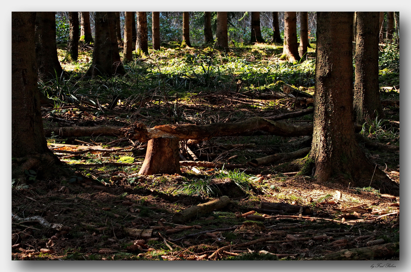 Unser Rückzugsort... Foto & Bild | natur, pflanzen, pilze & flechten