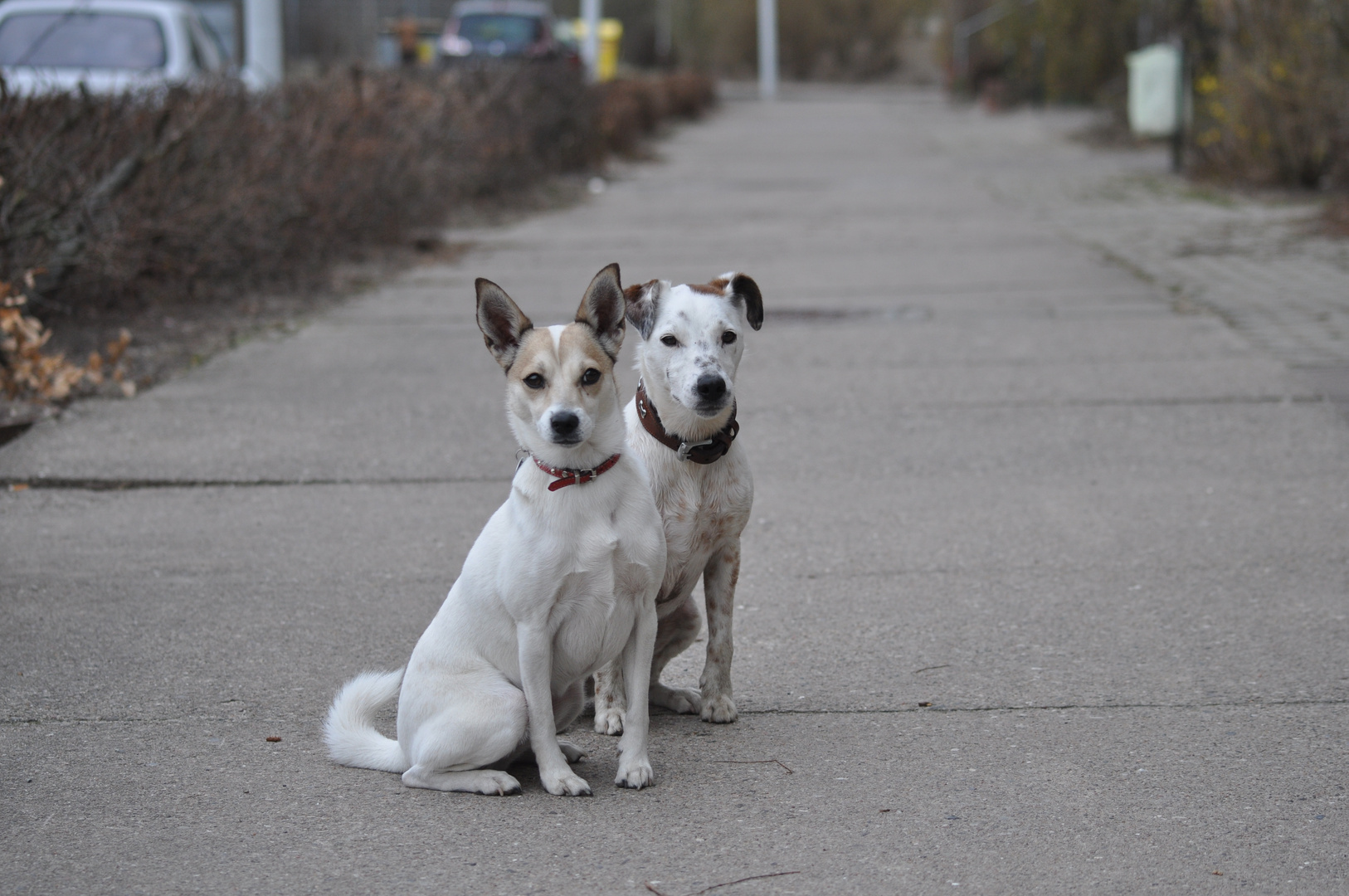 Unser Russell-Duo