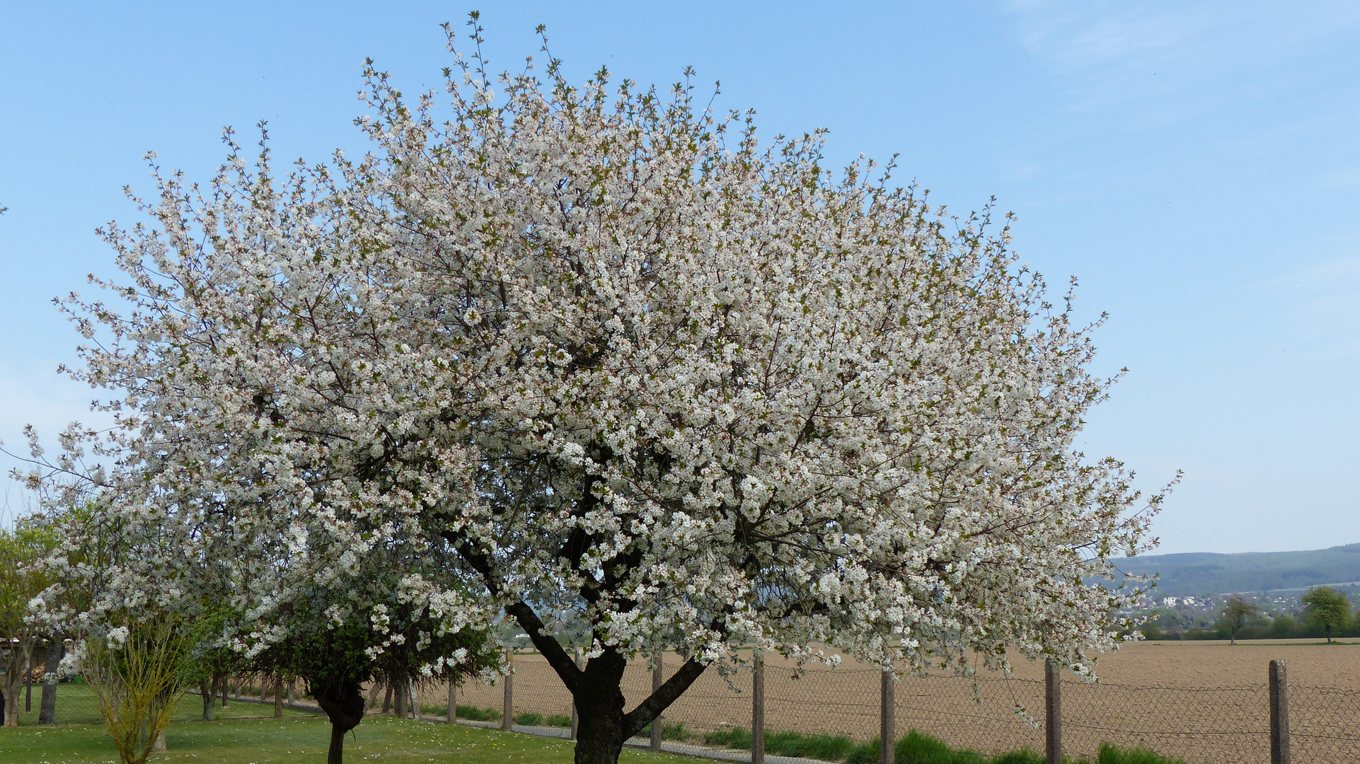 Unser Sauerkirschbaum ist ein weißes Blütenmeer