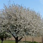 Unser Sauerkirschbaum ist ein weißes Blütenmeer