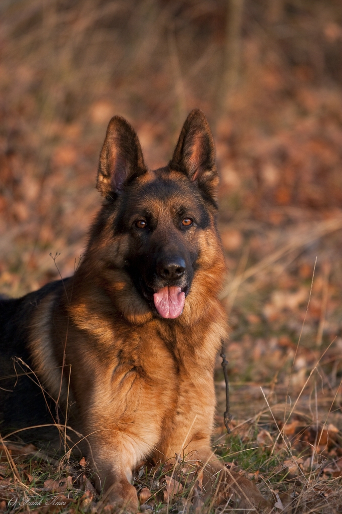 Unser Schäferhund