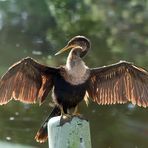 "Unser" Schlangenhalsvogel-Mädchen..