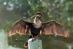 "Unser" Schlangenhalsvogel-Mädchen..