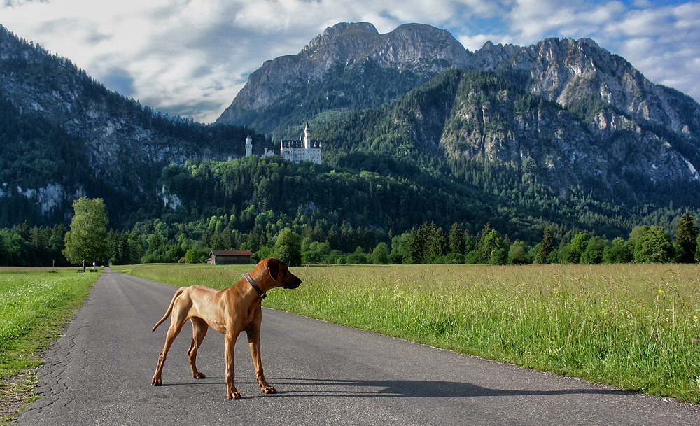 unser Schloßhund