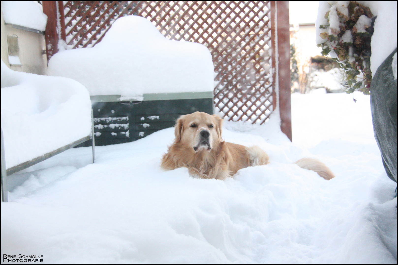 Unser Schnee- Hund Bruno