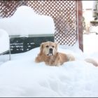 Unser Schnee- Hund Bruno
