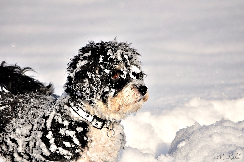 Unser Schneehund Filou