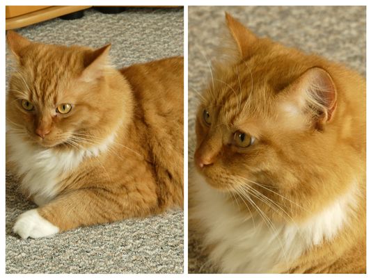 Unser schöner Charly