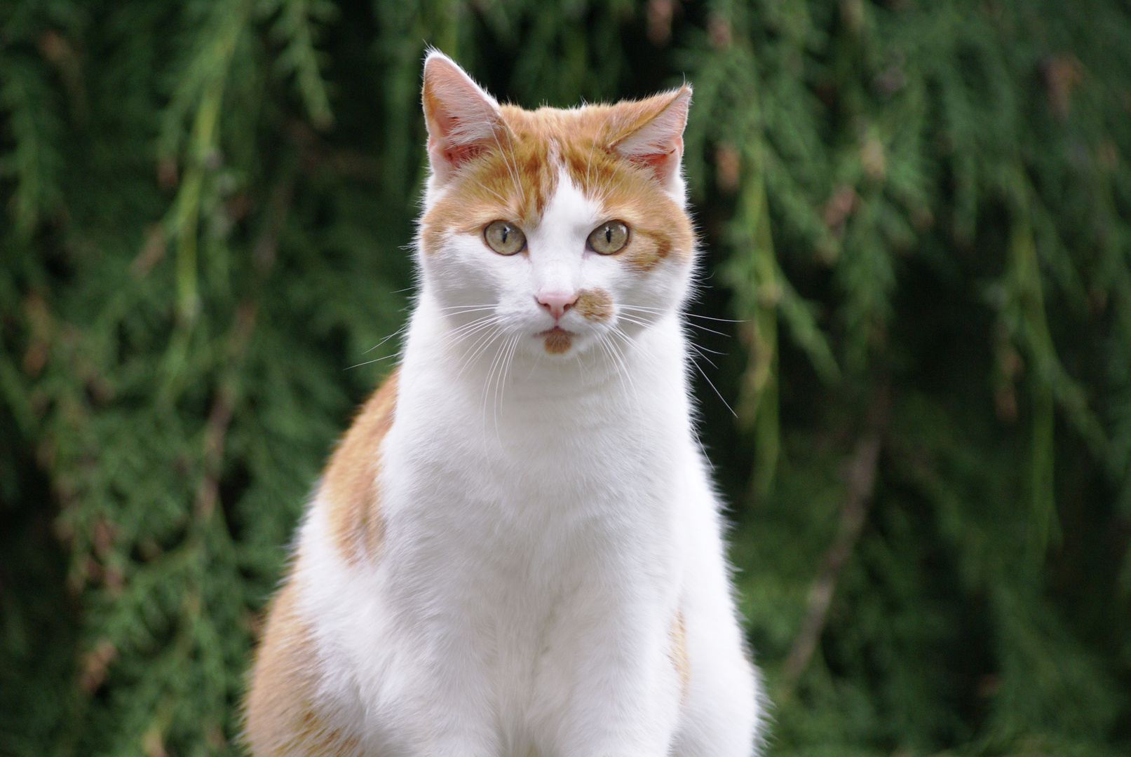 Unser "schöner" Kater