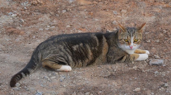 unser schöner Leonardo