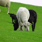 Unser schönes Friesland. Schafe am grasen.