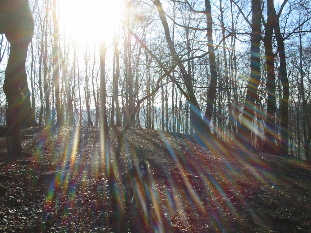 unser Schüberg beim morgentlichen Spaziergang