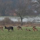 Unser schwarzer Bock