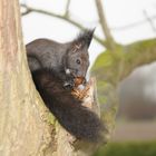 Unser Schwarzes Eichhörnchen