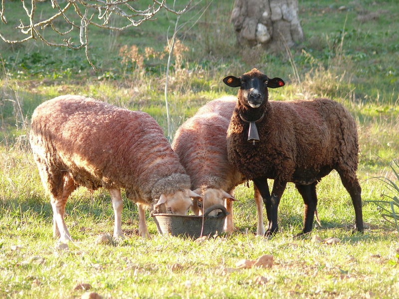 Unser "schwarzes Schaf" in der Familie