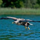 Unser Seeadler auf Beutesuche