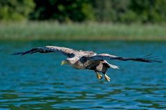 Unser Seeadler auf Beutesuche