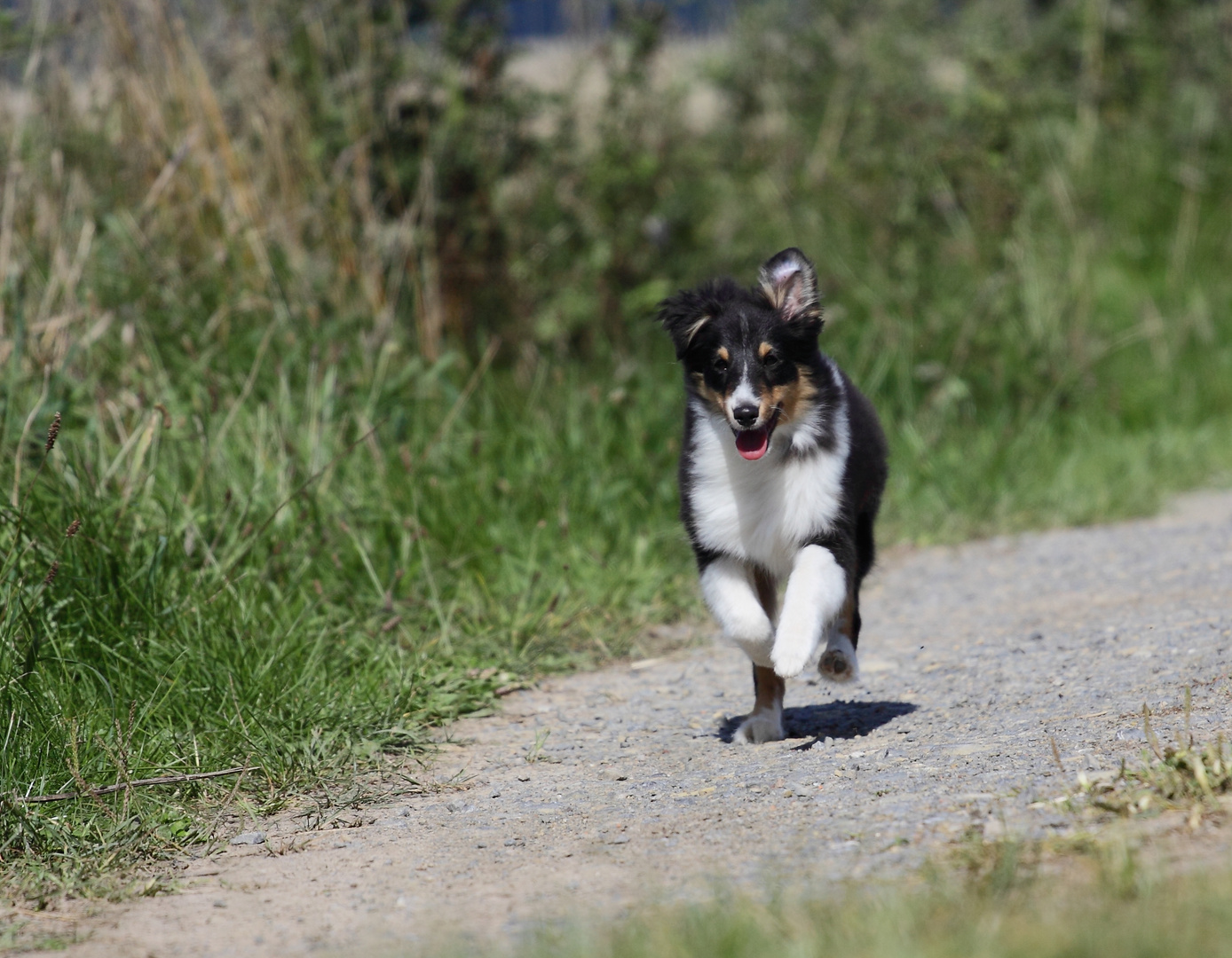 unser Sheltie-Benjamin