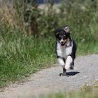 unser Sheltie-Benjamin