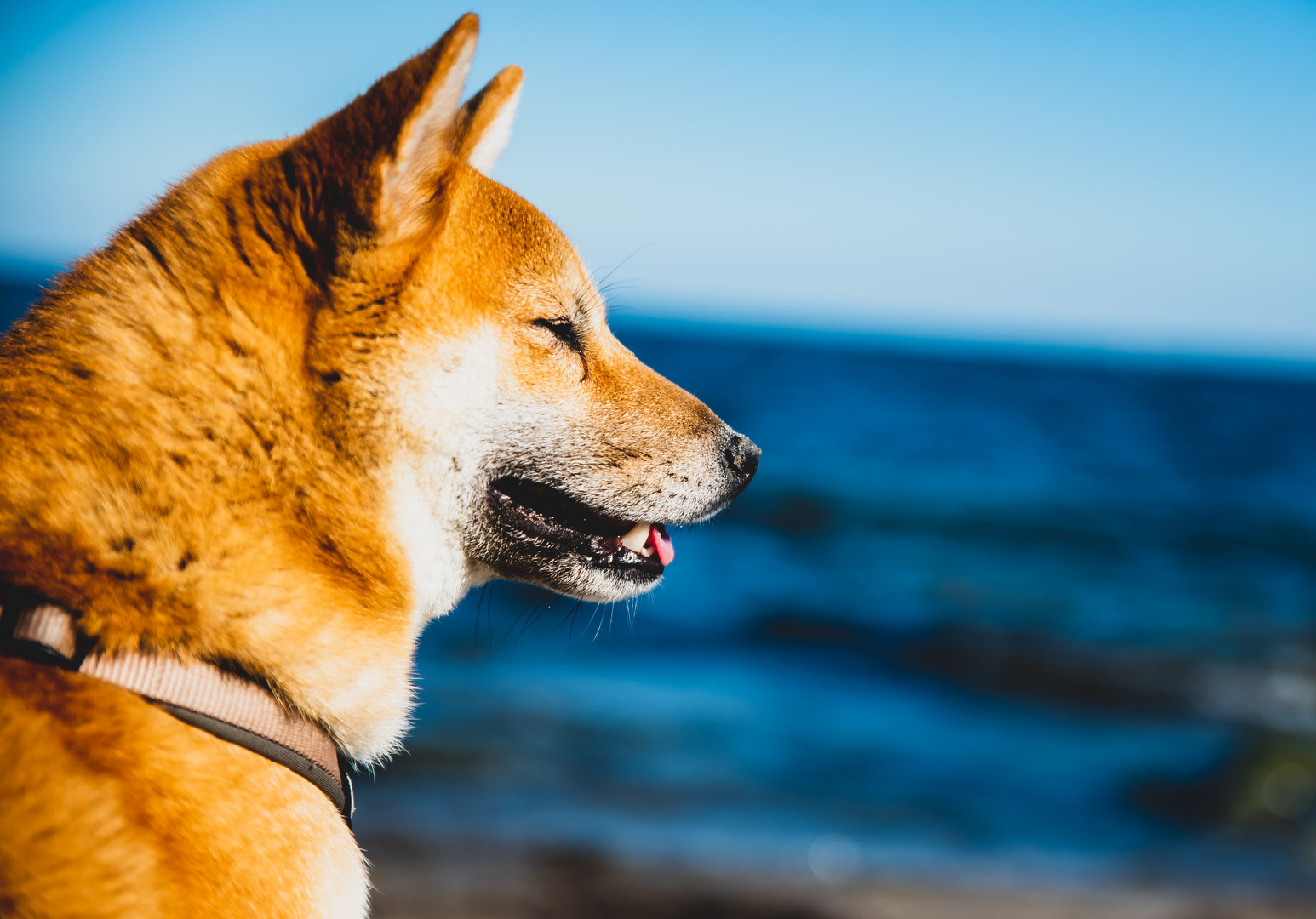 Unser Shiba Inu auf Reise .