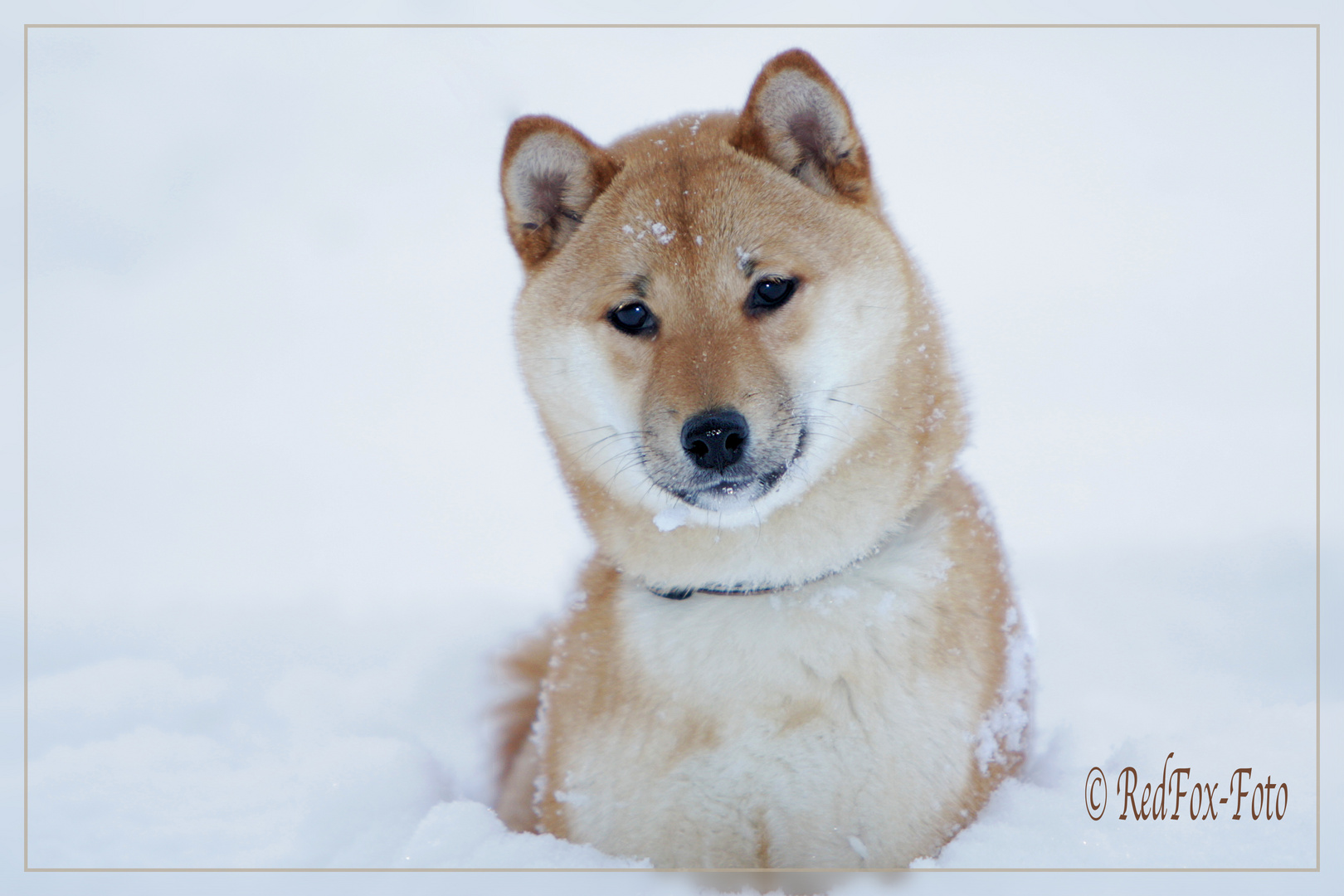 Unser Shiba Inu Sonnenschein Felis