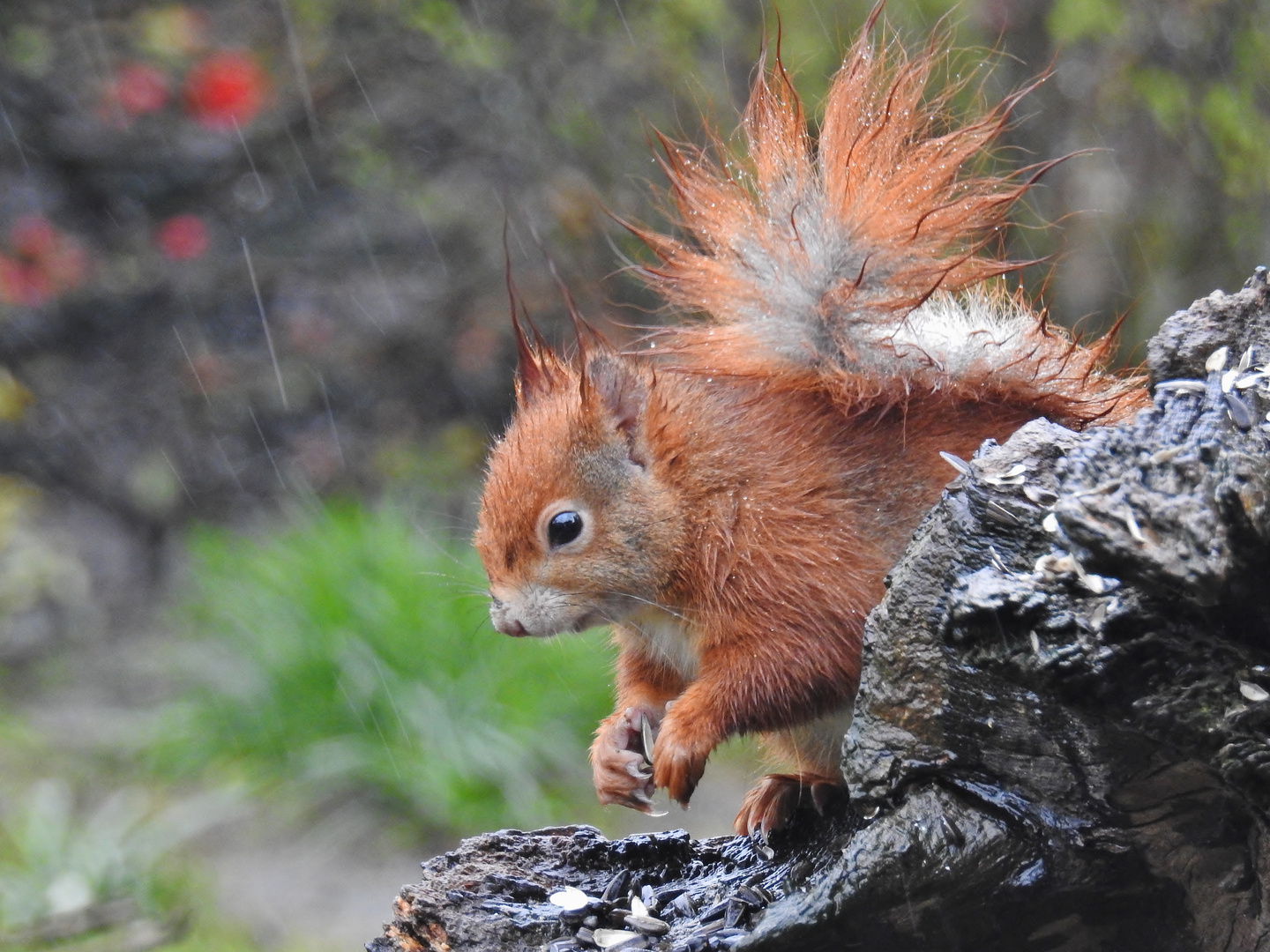 Unser &amp;quot;Sonntags-Wetter&amp;quot;.... Foto &amp; Bild | tiere, wildlife, säugetiere ...