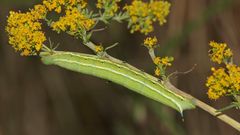 Unser Sonntagsfund: Die ausgewachsene, ca. 6 cm lange  Raupe des Taubenschwänzchens ...