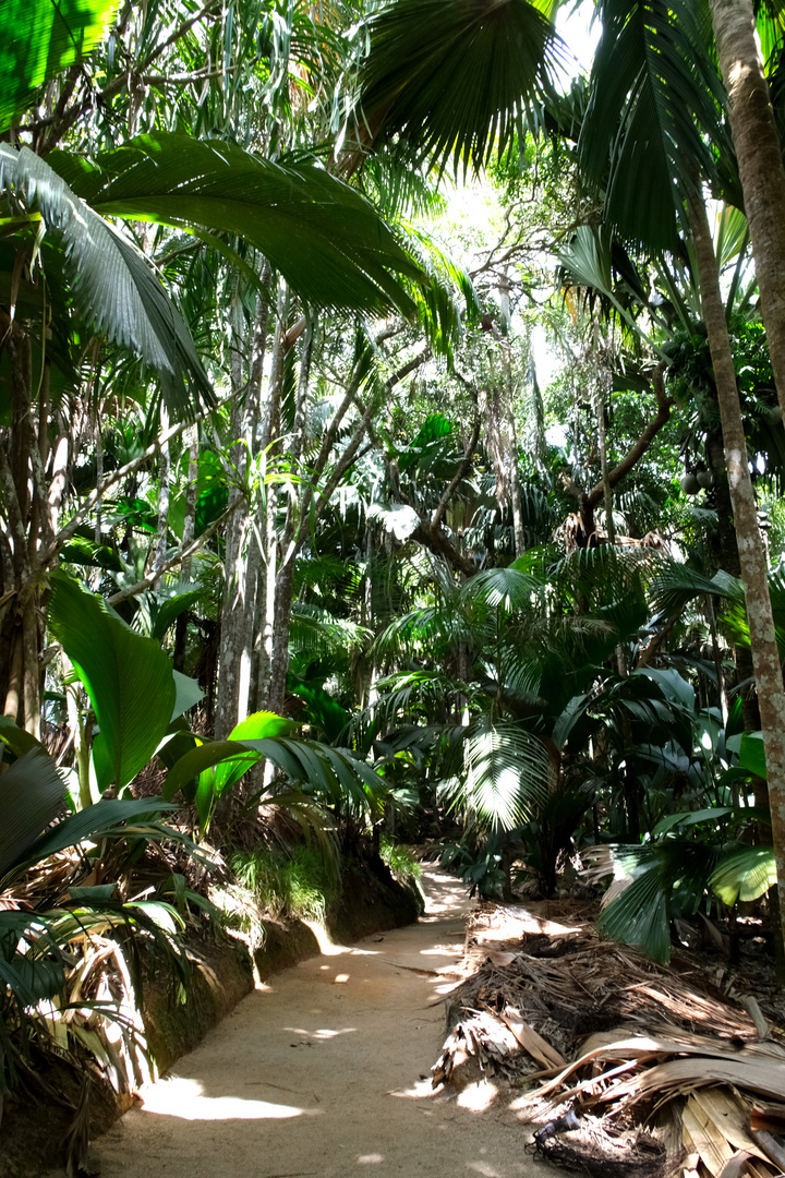 ...unser Spaziergang im Vallée de Mai... 