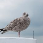 Unser ständiger Begleiter.