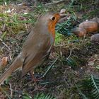 Unser ständiger Begleiter bei der Gartenarbeit