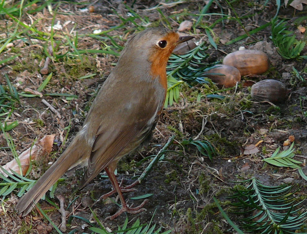 Unser ständiger Begleiter bei der Gartenarbeit