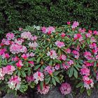 Unser stattlichster Rhododendron ist zur Hälfte aufgeblüht...