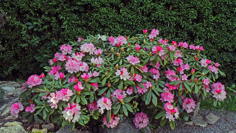 Unser stattlichster Rhododendron ist zur Hälfte aufgeblüht...