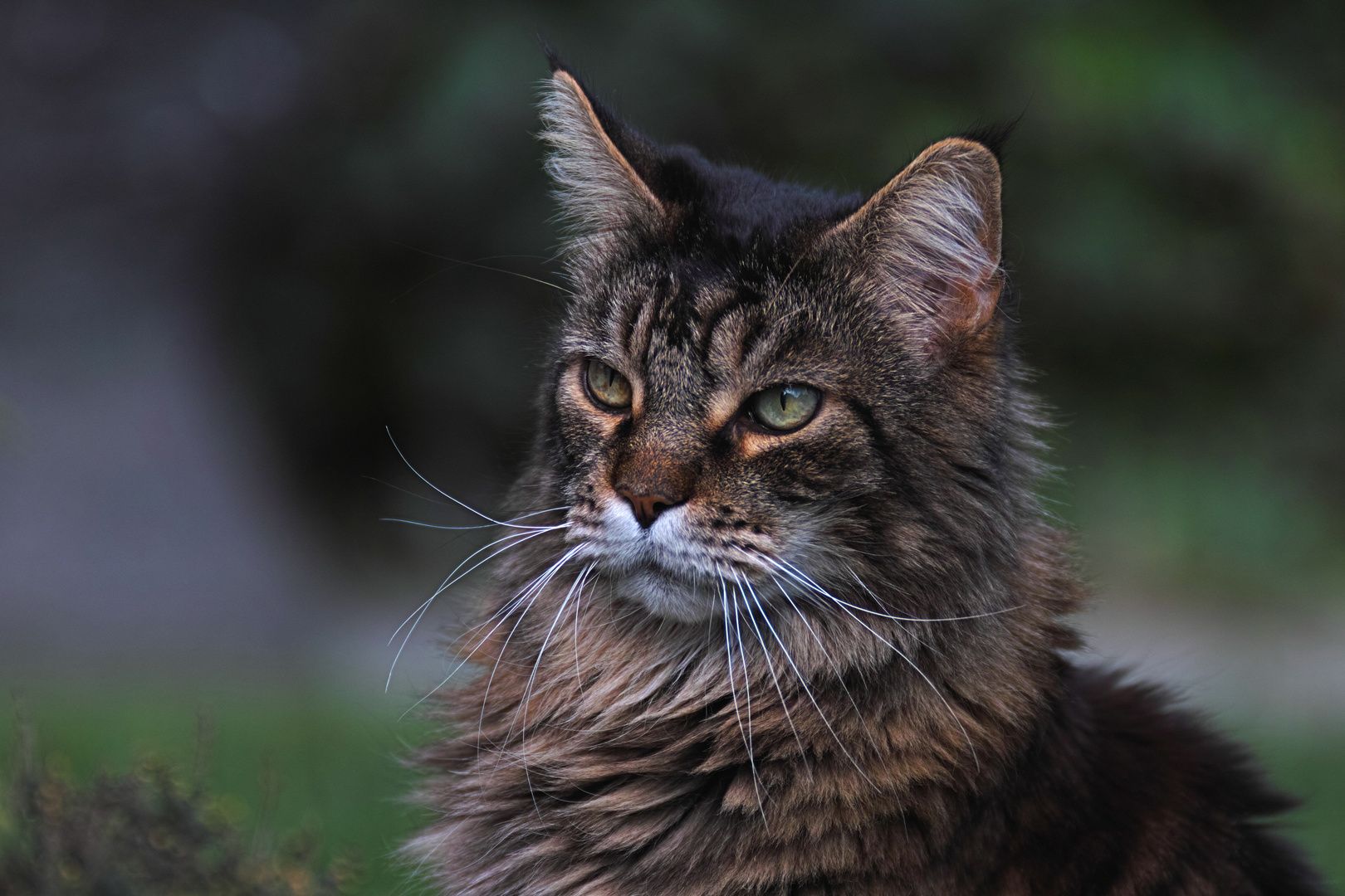 Unser stolzer Kater Bonito