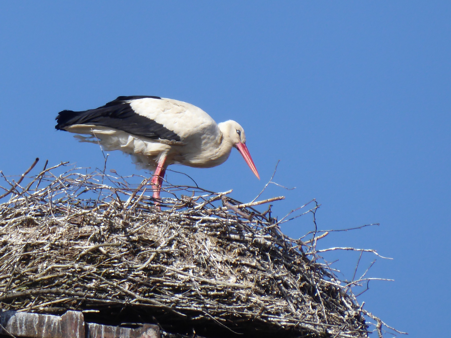 Unser Storch auf seinem Schornstein