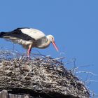 Unser Storch auf seinem Schornstein