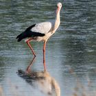 Unser Storch ....