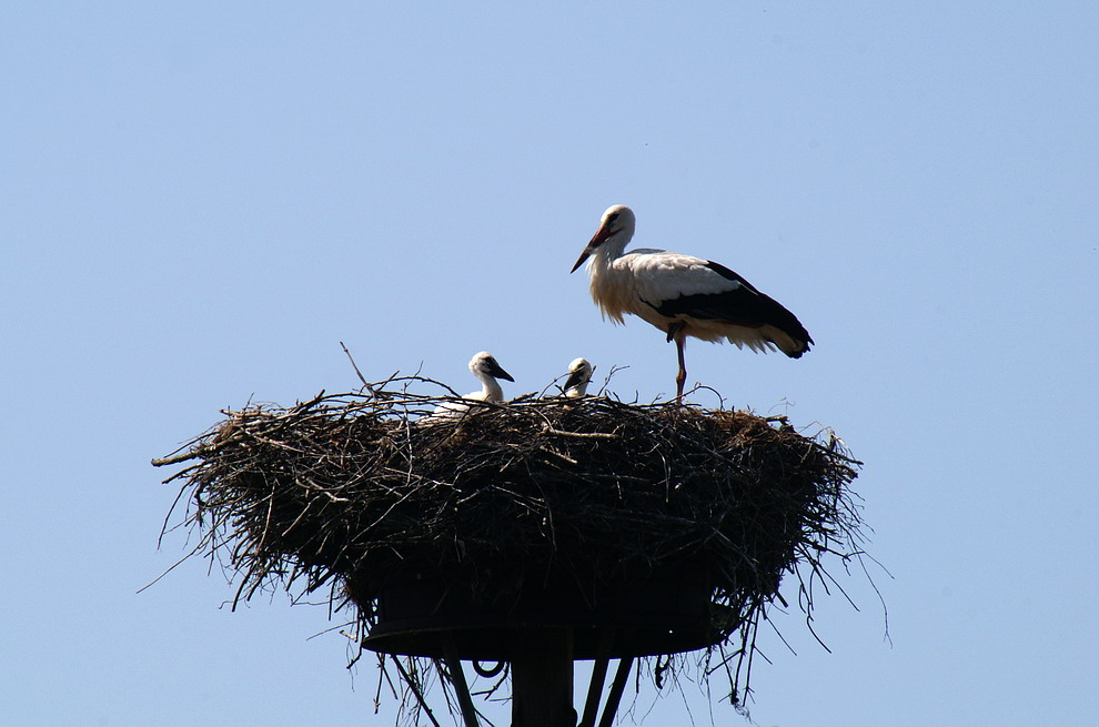 Unser Storch Bild 3