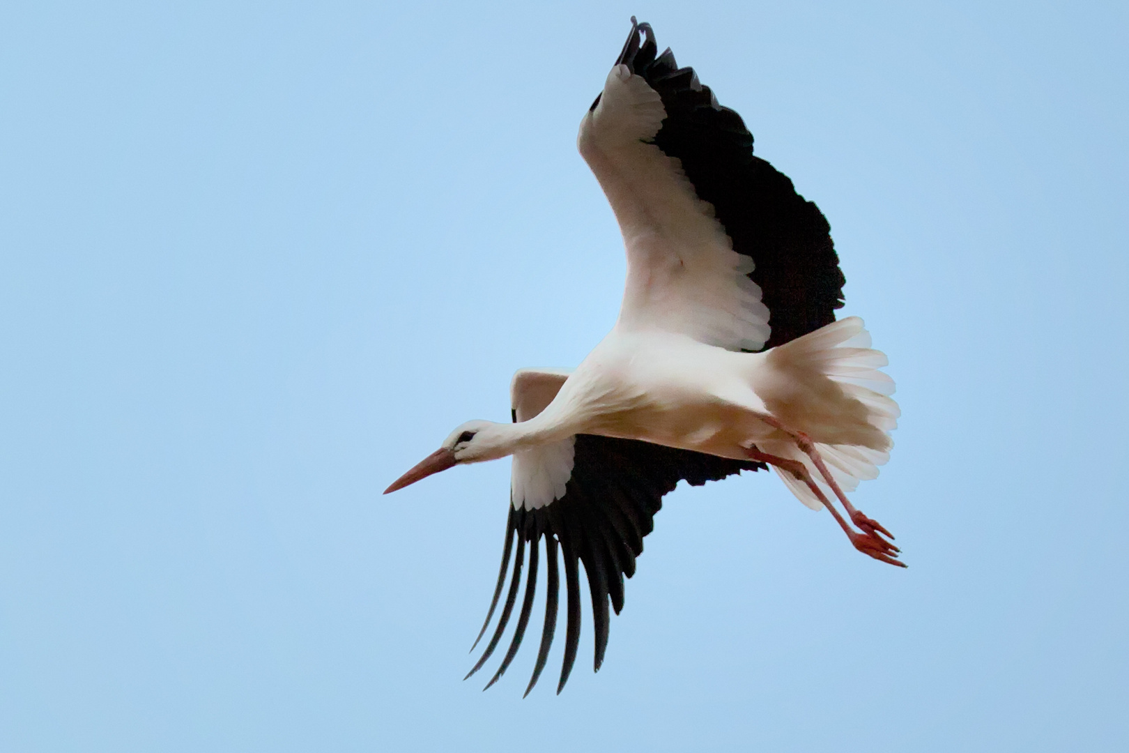 Unser Storch