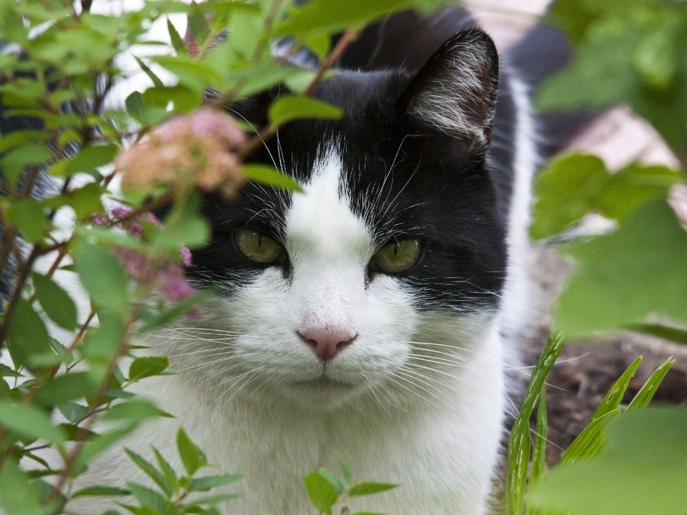 Unser Stubentiger