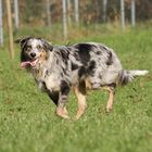 Unser Sunny in der Hundeschule