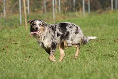 Unser Sunny in der Hundeschule