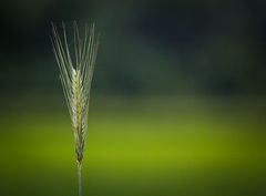 Unser tägl.Brot