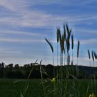 Unser täglich Brot wiegt sich im Wind