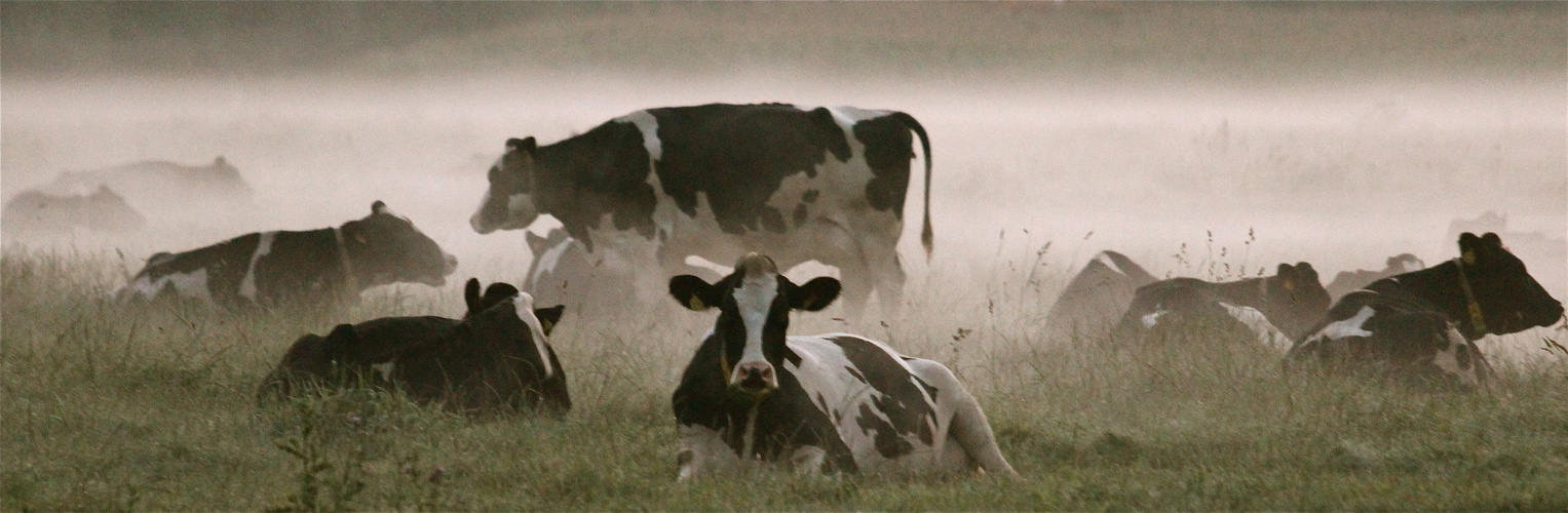 " unser täglich FLEISCH "