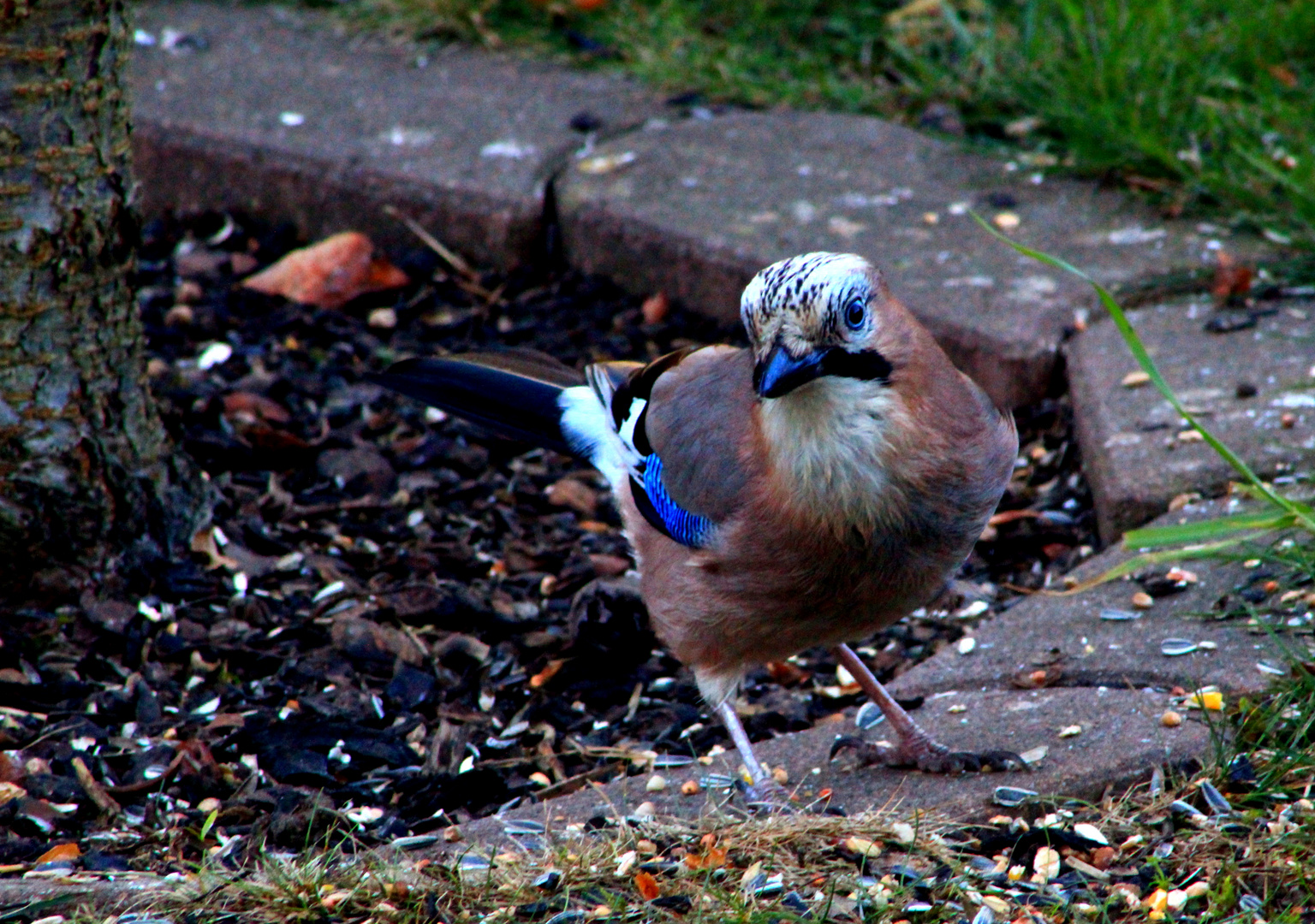 unser täglicher Besucher im Garten